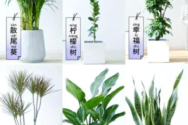 不适合放在家里的风水植物及其影响