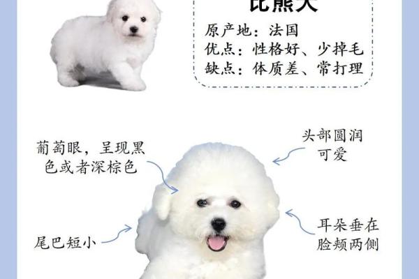 为公比熊选择名字时需要考虑的五个因素