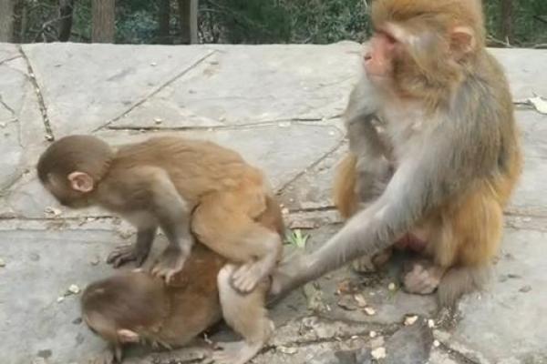 猴与猴的配对:相辅相成还是相互冲突? 猴与猴的配对:相辅相成还是相互冲突?