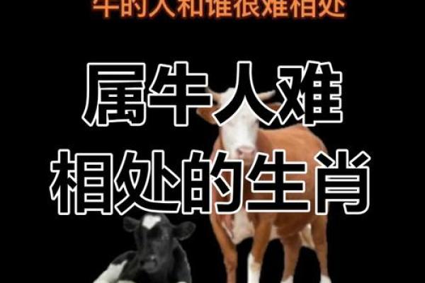属牛的人与属牛的人合适吗?揭秘相配的秘诀和挑战 属牛的人与属牛的人合适吗?揭秘相配的秘诀和挑战