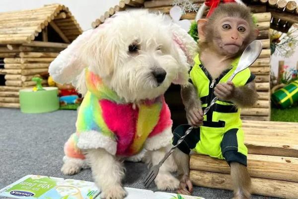 猴男狗女的性格契合与挑战