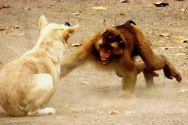 猴男狗女的性格契合与挑战