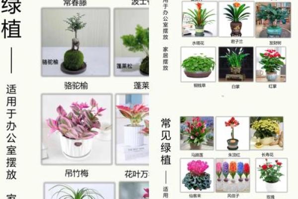 办公室植物风水布局对事业的积极影响