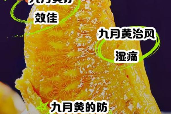 探秘农历九月的传统别名，背后有何深意？