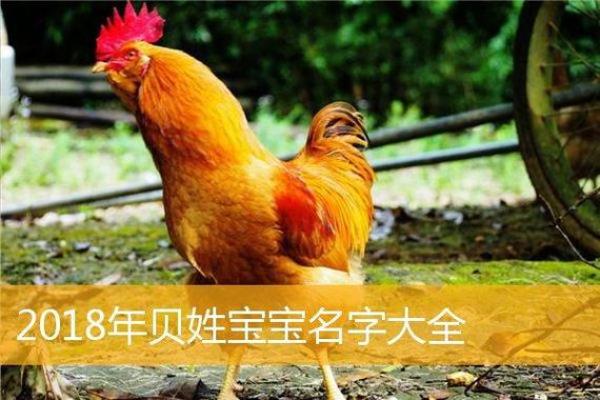 鸡宝宝最佳名字大全 有创意又有寓意