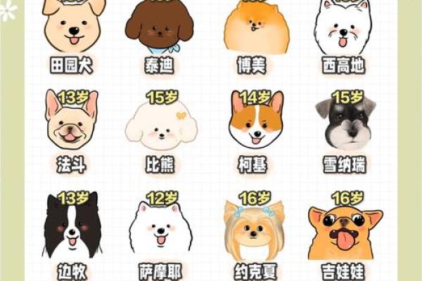 出生属狗的人命运解析及性格特点