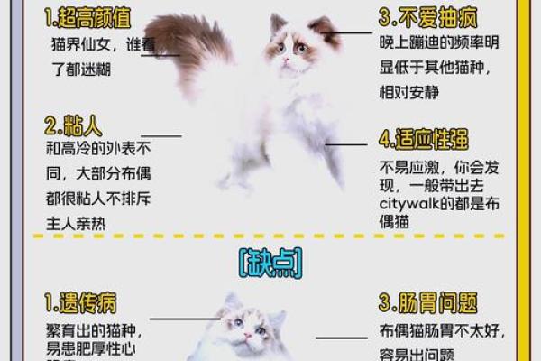 布偶猫名字大全：让你的猫咪与众不同的命名灵感