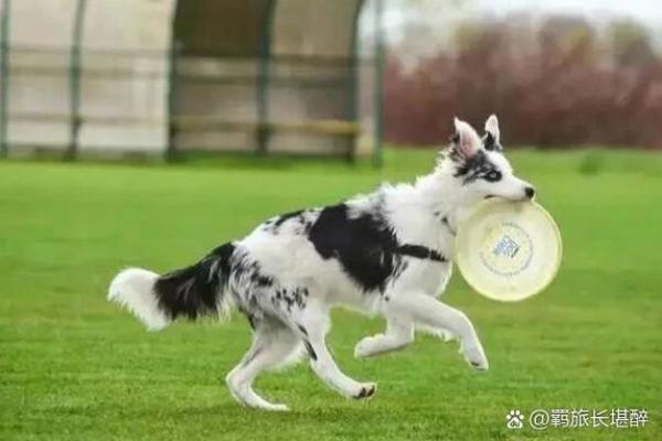边牧犬名字精选推荐大全，帮你为爱犬取个独特名字