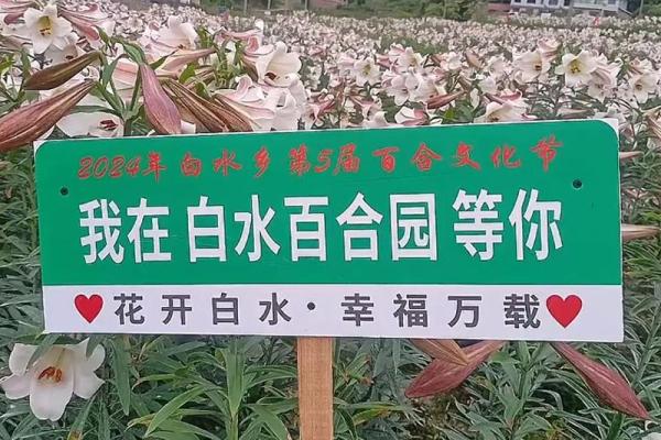 不同文化中的鲜花名字与象征意义