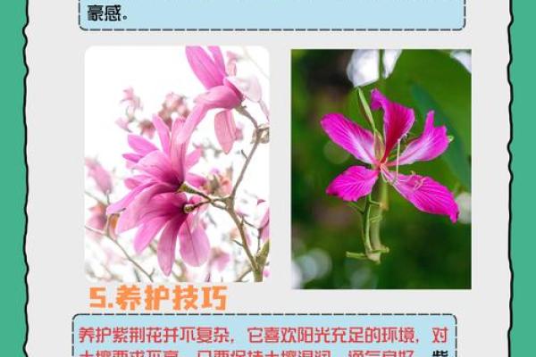 不同文化中的鲜花名字与象征意义
