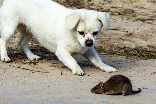 探讨狗和老鼠的互动与相配性 探讨狗和老鼠的互动与相配性
