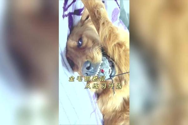 探讨狗和老鼠的互动与相配性 探讨狗和老鼠的互动与相配性