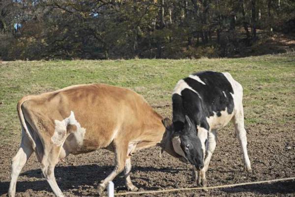 与马相配的属相分析:谁是最理想的伴侣? 与马相配的属相分析:谁是最理想的伴侣?