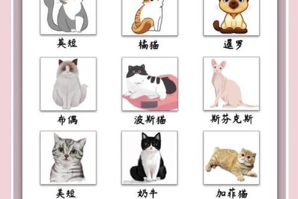 白猫名字选择指南 找到最适合你宠物的名字