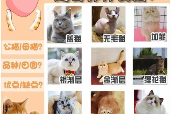 白猫名字选择指南 找到最适合你宠物的名字