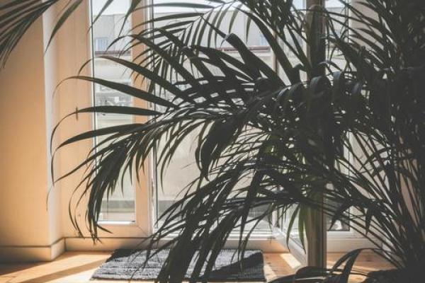 办公室盆栽风水:提升运势与工作效率的植物选择 办公室盆栽风水:提升运势与工作效率的植物选择