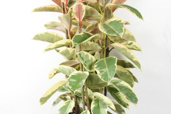 办公室盆栽风水:提升运势与工作效率的植物选择 办公室盆栽风水:提升运势与工作效率的植物选择