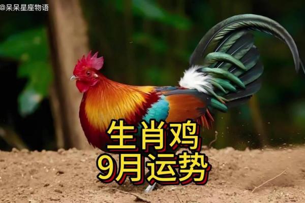 属鸡人在不同月份的运势波动与应对策略