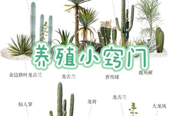 办公室摆放仙人掌的风水禁忌与注意事项