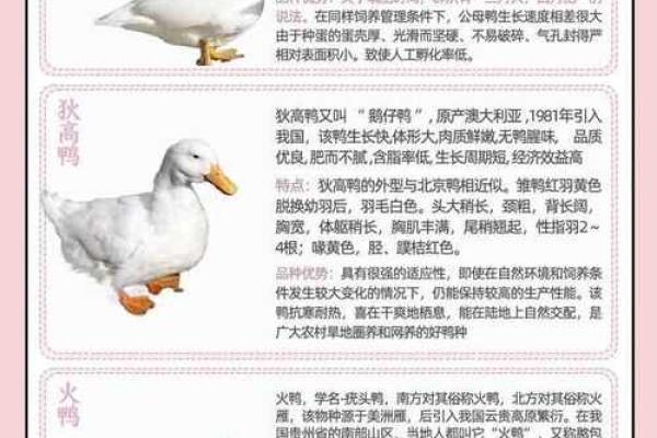 创意十足的鸭子名字推荐