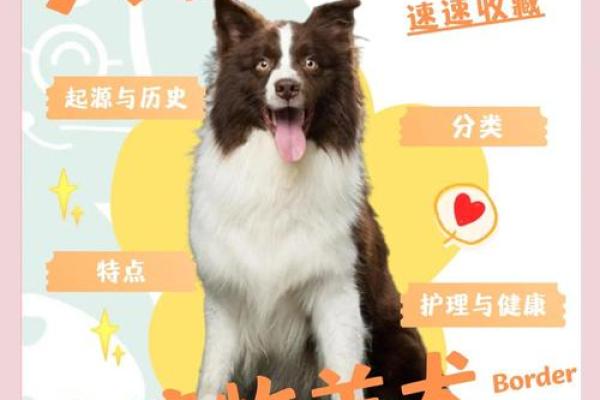 边牧：忠诚与智慧并存的牧羊犬