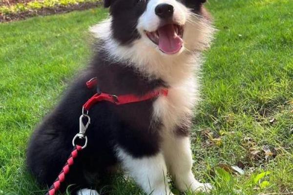 边牧：忠诚与智慧并存的牧羊犬