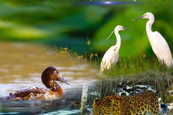 从地理风水角度看自然环境与人居和谐共生 从地理风水角度看自然环境与人居和谐共生