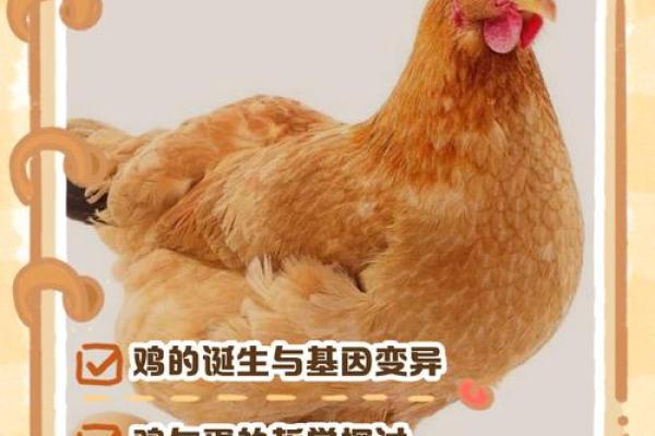 十月出生的鸡宝宝如何起名才合适