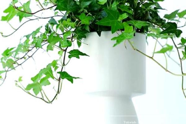 常春藤家居风水：如何通过植物调整居家能量