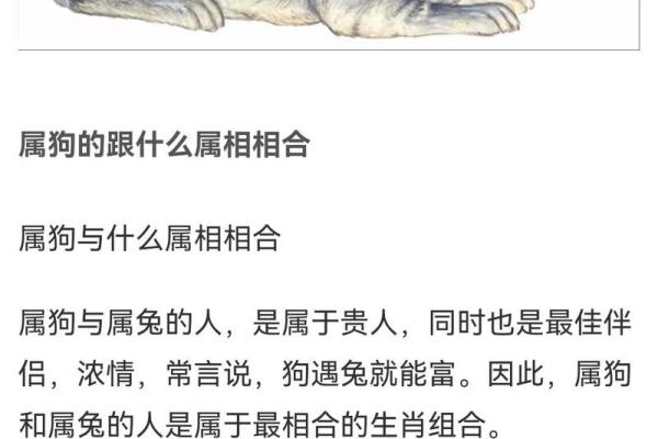 属狗与蛇的配对是否合适？深入解析两者的生肖关系