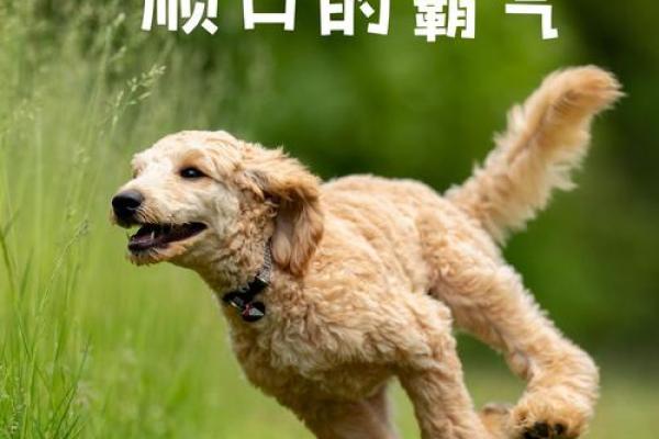 创意十足的狗狗取名字大全