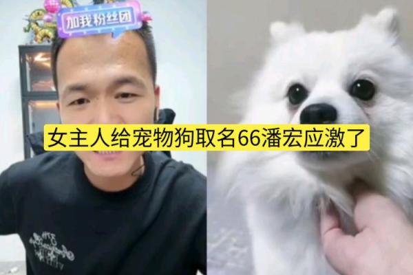 宠物狗起名字的有趣方法