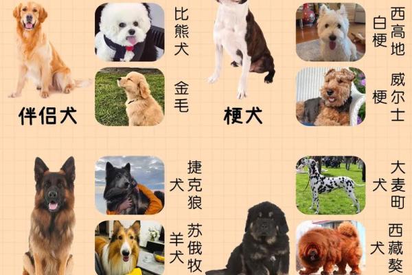 宠物狗起名字的有趣方法