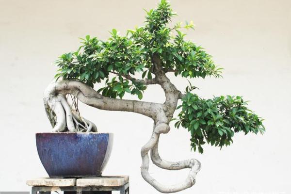 阿拉尔办公空间风水摆件的摆放技巧 阿拉尔办公空间风水摆件的摆放技巧