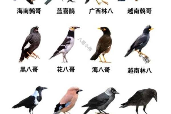 不同地区鸟类名字的文化差异与意义分析