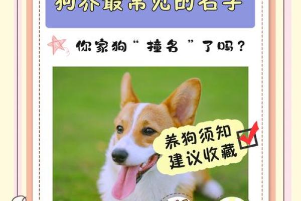 宠物名字大揭秘，最搞笑的狗名字榜单