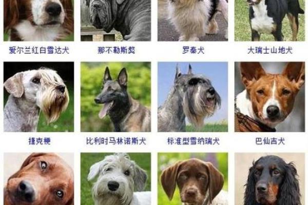 宠物名字大揭秘，最搞笑的狗名字榜单