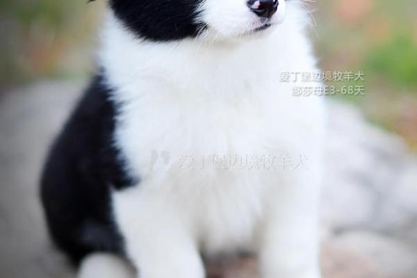 边牧犬名字创意大全，灵感满满的狗狗名字选择