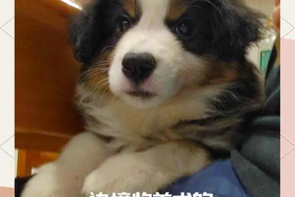 边牧犬名字创意大全，灵感满满的狗狗名字选择