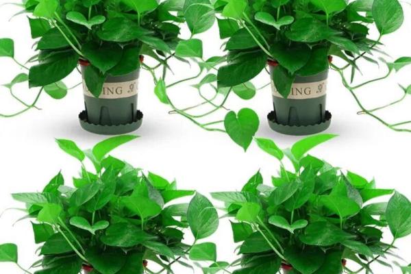 打造有利风水的办公室绿化空间