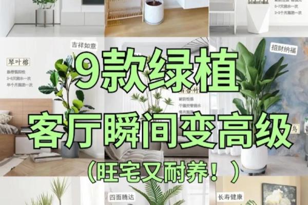 成华区家居风水植物助你打造和谐生活空间