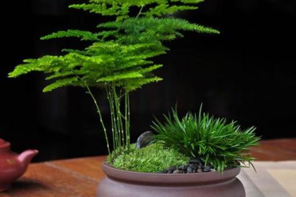 办公室盆栽风水布局技巧,助你事业更顺利 办公室盆栽风水布局技巧,助你事业更顺利