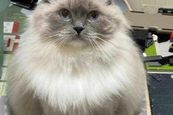布偶猫名字推荐：让你心动的创意名称