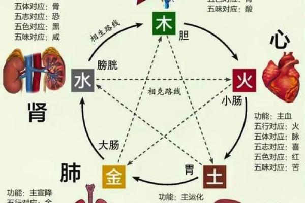 变五行到底属于哪一类？揭秘五行背后的秘密