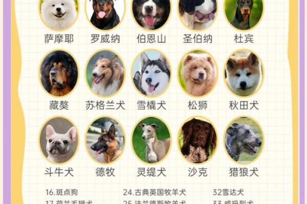创意无限 犬舍名字大全助你轻松命名爱犬之家