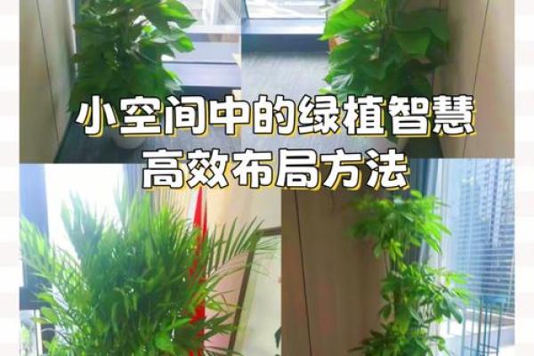 办公室植物选择与摆放的风水禁忌与建议