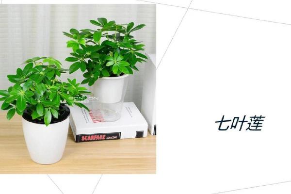 办公室盆栽与风水：提升职场运势的小妙招