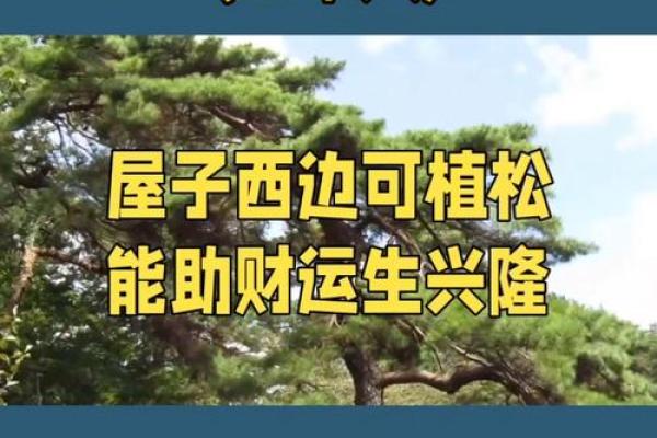 属猴本命年如何改善风水布局