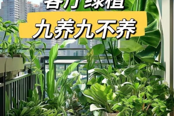 办公室风水如何通过植物增运