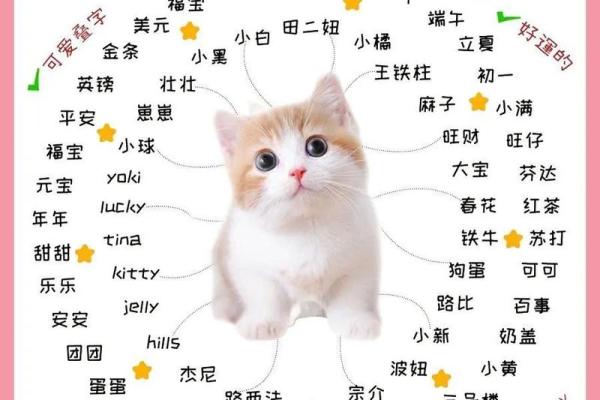 创意男猫名字，帮助你选出最适合的